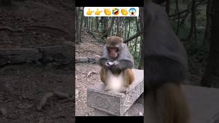 Monkey  🙈 prank😂 #meme #memes #funnyshorts #comedyshorts #shortsfeed #viralvideo #viralshorts #anime