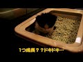 ハチワレ猫のハチ 9 自力で排泄できない…トイレに入ってアピールする子猫 拾ってからまだ2日 はっちゃんねる hachichannel bicolorcat