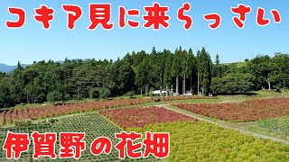 伊賀野の花畑　紅葉開始　群馬みなかみ町