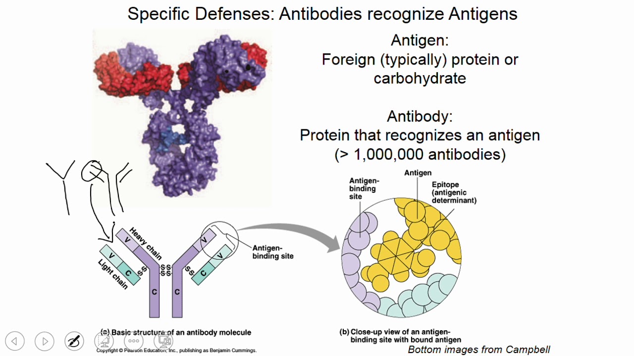 Adaptive Immunity Youtube