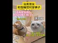 當男朋友和我睡覺時穿褲子 cat funny 治愈 女朋友 情感 anime 人生感悟 cute spiritedaway 男朋友 情侣日常 animeart