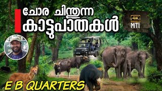 ചോര ചിന്തുന്ന ഇ ബി കോട്ടേഴ്സിലെ വഴികൾ I E B QUARTERS I MASINAGUDI I MAYAR I #mti #karikkaden