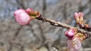 北浅羽桜堤公園の安行寒桜 少し咲く　2024年2月29日