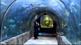 Visiting the New Orleans Aquarium: A Must-See Adventure!