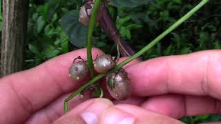 Chinese Yam, a useful invasive plant?