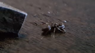 Ants sleep! How to wake up an ant! really usefull still 2 million to go