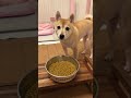 麦ちゃんのお食事シーン shorts 犬 柴犬 shibainu