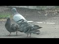 ハトの求愛行動　pigeon courtship behavior【 nussie village ぬっしー村 】