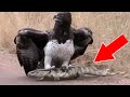 Download 10 СЛУЧАЕВ СТРАННОГО ПОВЕДЕНИЯ ЖИВОТНЫХ In Mp4 3Gp Full HD Video