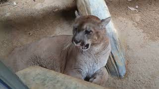 とくしま動物園に行って来た☺ピューマのロック