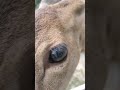 deer kisses deer cute kisses