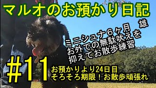 犬のしつけ、訓練ミニチュアシュナウザー6ヶ月仔犬　お散歩中の無駄吠え（興奮）＃11