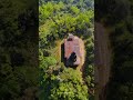 abandoned sri radha krishna temple kudremukha forgotten gem of western ghats mysterytemple