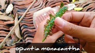 Panen kaktus opuntia monacantha/harvest cactus opuntia monacantha