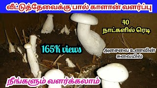 வீட்டு தேவைக்கு பால் காளான் வளர்ப்பு | Milky mushroom cultivation for home use | Full explanation