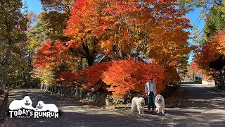 鮮やかな紅葉の中を歩く真っ白なルンルンとアランです　Great Pyrenees　グレートピレニーズ