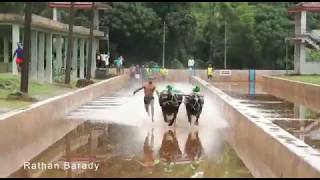 First Kudhi Kambala Of The Season | Rope Senior | Team Padavu Kanadka | Details in Description