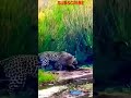 Otter Attack Jaguar - Dramatic Confrontation Between Hunter And 1 Powerful Otters jaguar attack