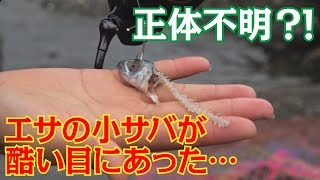 アカエイを狙っているとまさかの事態に…