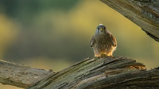 Mr Kestrel having a dinner