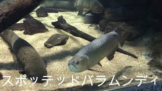 スポッテッドバラムンディ（須磨水族館）