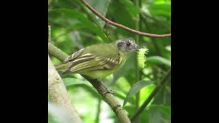 Slaty-capped Flycatcher (Leptopogon superciliaris) eats a saturnid caterpillar #Shorts