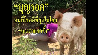 @วัดนาทวี#หมูที่โชคดีที่สุดในโลก!!รอดชีวิต4ครั้ง