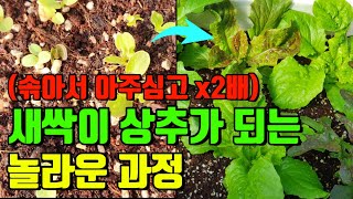 화분에 씨앗 상추 2배로 빨리 키우기 👉세상에서 가장 쉬운 새싹 상추 키우는 방법  솎음상추 상추 아주심기 상추 옮겨심기