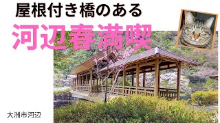 屋根付き橋のある河辺の春　2021/3/30　大洲市河辺