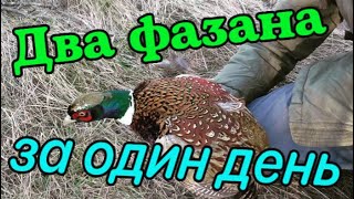 Поймал 2 ФАЗАНА в один день! Как поймать фазана. Охота БЕЗ ружья