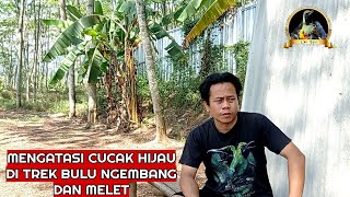 Mengatasi Cucak Ijo Ditrek Bulu Ngembang Dan Melet