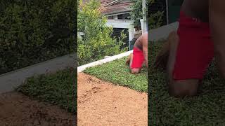 Malaysian grass laying in Sri Lanka |මැලේසියන් තණකොල අල්ලන විදිය