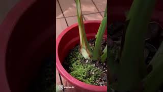 Monstera water propagation.龜背芋繁殖方法