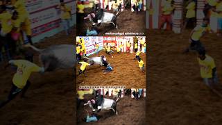 அலங்காநல்லூர் ஜல்லிக்கட்டு 2024 #shorts #jallikattu