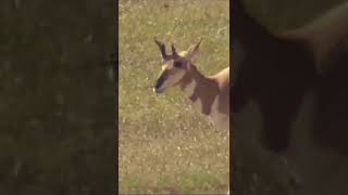 Pronghorn Doe...#shorts #nature #pronghorn