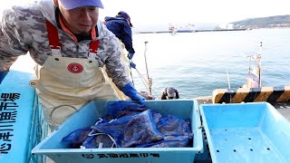 特産のタコ、今季初水揚げ