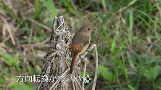 冬のアイドル ジョウビタキのメスをコンデジ野鳥撮影