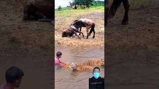 OH MY GOD! MELIHAT PERSETERUAN ANTARA KUDA COKLAT DAN HARIMAU #animals #shorts