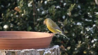 Zöldike etetőtálcán / European Greenfinch at bird feeder, Budapest (2010.12.29.)