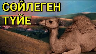 СӨЙЛЕГЕН ТҮЙЕ! | ҒИБРАТТЫ ОҚИҒАЛАР