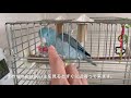 その手があったか！至福のカキカキを覚えたマメルリハ。／pacific parrotlet