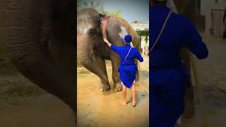 NiHANG Singh foja NiHANG Singh hathi nu nahlonde hoye 🐘🐘💪💪🙏🙏