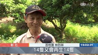 五元收購荔枝椿象卵片 賺錢也要顧性命