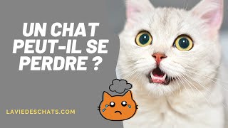 Comment un chat peut se perdre ? 🥺 En Thaïlande, le chat de Stéphane a été retrouvé