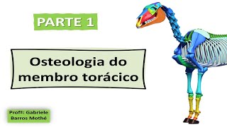 OSTEOLOGIA DO MEMBRO TORÁCICO - parte 1 (anatomia veterinária)