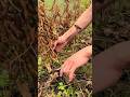 Fresh edamame harvesting process