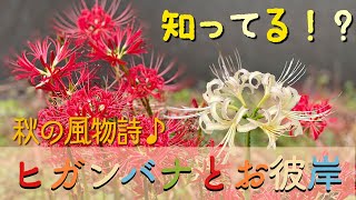 #お彼岸と彼岸花　#珍しい　#白い彼岸花　#秋分　#御先祖さま　Autumn equinoctial week and cluster‐amaryllis