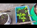 winged beans seeds to harvest அரிதான சிறகு அவரை krishna home garden