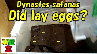 Dynastes satanas Egg check ～#013 The Story Of Small Backyard Creatures～