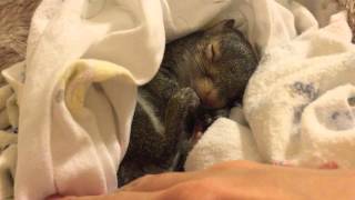 Sleeping Squirrel